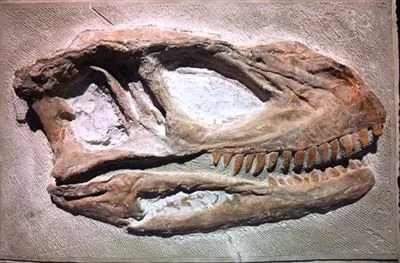 Un nuovo fossile di dinosauro è stato scoperto nella città di Zigong